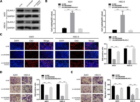 Linc Enhances Cscc Cell Proliferation Migration And Invasion Via