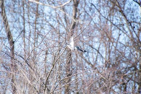 A Picture of a Belted Kingfisher Flying in the Air. Stock Photo - Image ...