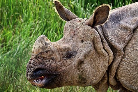 Asian Rhinoceros Photograph By Marcia Colelli Pixels