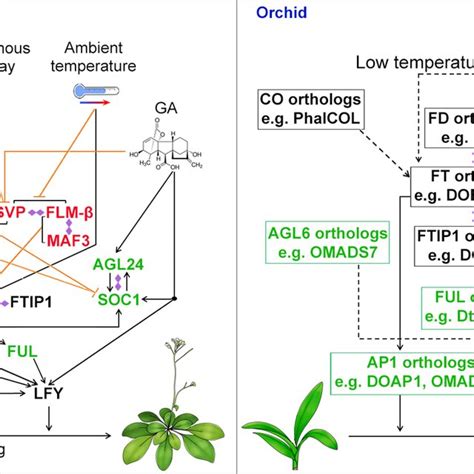 Function Of Mads Box Proteins In The Whole Plant Life Cycle A