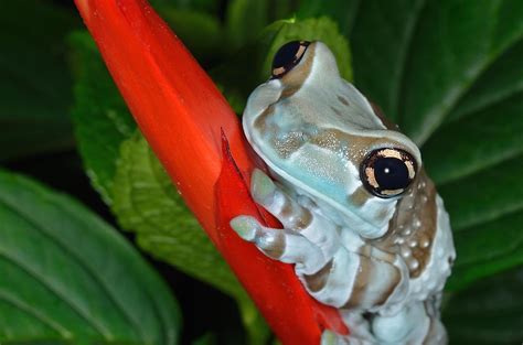 Top Facts About The Amazon Milk Frog Worldatlas