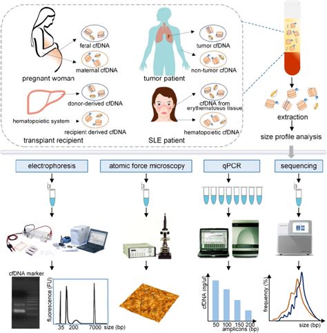 Evaluation Of The Size Profile Of Cfdna In Different Populations By