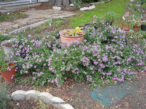 Photo Of The Entire Plant Of Trailing Lantana Lantana Montevidensis