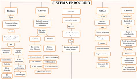 Mapas Conceptuales Del Sistema Endocrino 【descargar】