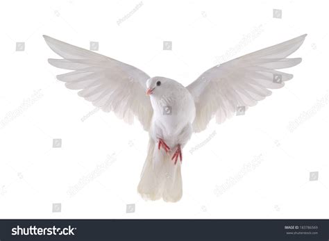 White Doves Flying Wallpaper