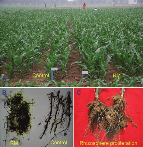 Maize Seedling Growth As Affected By Localized Application Of Phosphate