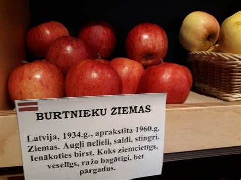 Ziemas Bolu Izst De Visi Latvijas Boli Raksts