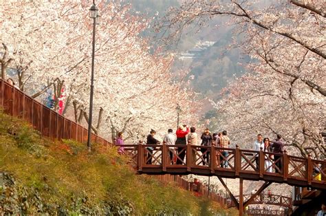 February 22, 2020 Cherry Blossom Festival - Enjoy Korea