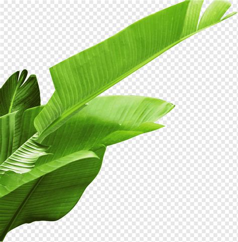 Banana Leaf Images, HD Pictures For Free Vectors Download, 59% OFF