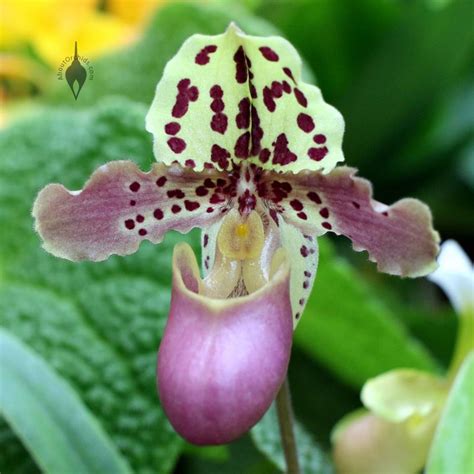 AboutOrchids » Blog Archive » Mother’s Day Orchid Care