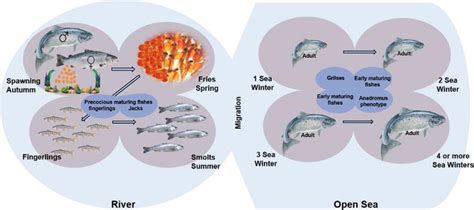 Sexual Maturation In Farmed Atlantic Salmon Salmo Salar A Review Intechopen