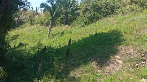 Aseguran Mil Plantas De Marihuana En Tocoa Col N