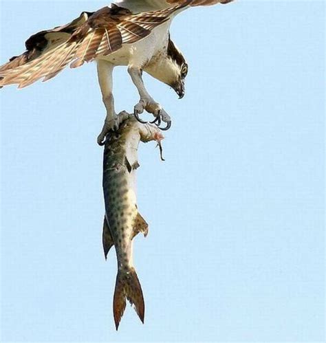 10+ images about Predators in action on Pinterest | Peregrine falcon ...