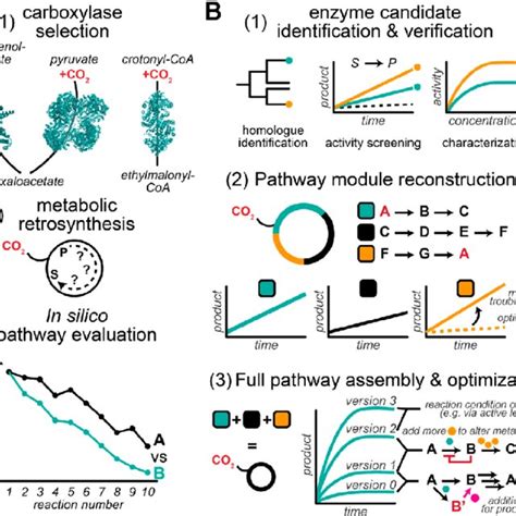 Design and realization of synthetic CO 2 fixation pathways. (A) The... | Download Scientific Diagram