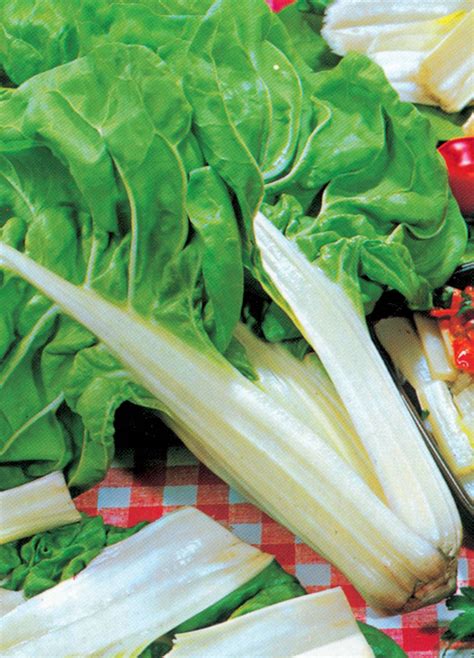 Poiree Blonde A Carde Blanche G Graines