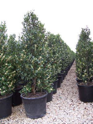 Prunus Caroliniana Compacta Cherry Laurel Compact From Mortellaros