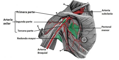 Arteria Axilar Origen Ramas Irrigación Vena Satelite