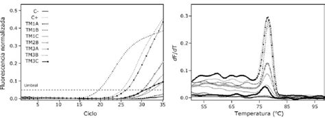 A Curvas de amplificación por RT qPCR utilizando el sistema SYBR