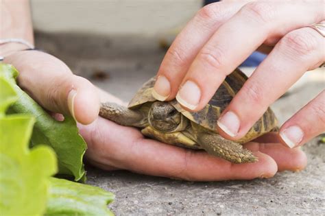 Les Tortues Terrestres Mon jardin d idées