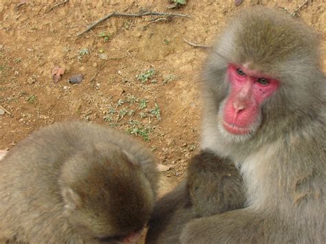 arashiyama monkey park