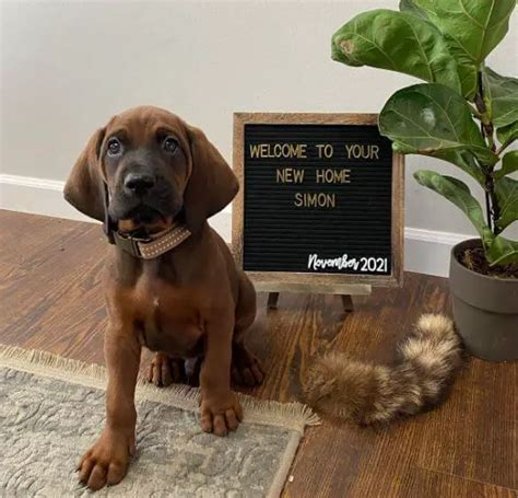 15 Photos Of Redbone Coonhound Puppies That Make Everyone's Heart Melt ...