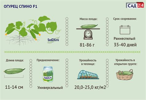 Огурец Спино F1: описание, урожайность сорта, отзывы, фото