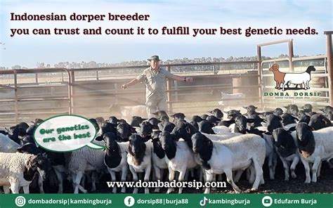 Dorper Sheep Society Australia Domba Dorsip