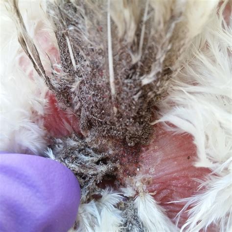 Mites of Poultry - Poultry - Merck Veterinary Manual