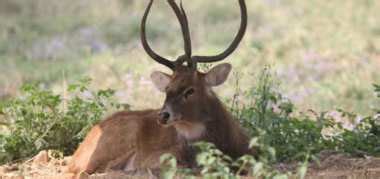 Best Manipur Wildlife Sanctuaries & National Parks