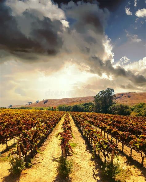 Napa Valley Vineyard At Sunset Stock Image Image Of Clouds Grow 4301935