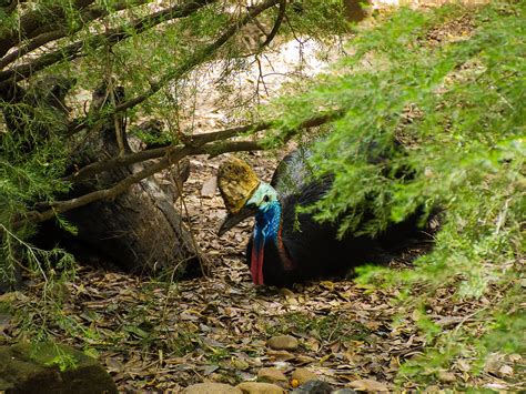 Where Do Cassowaries Live Habitat Distribution Birdfact