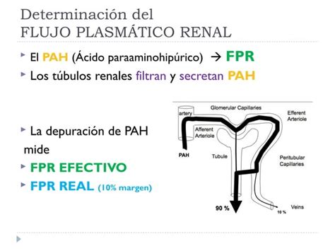 Depuraci N Renal Flujo Sangu Neo Renal Y Tasa De Filtraci N Glomerular