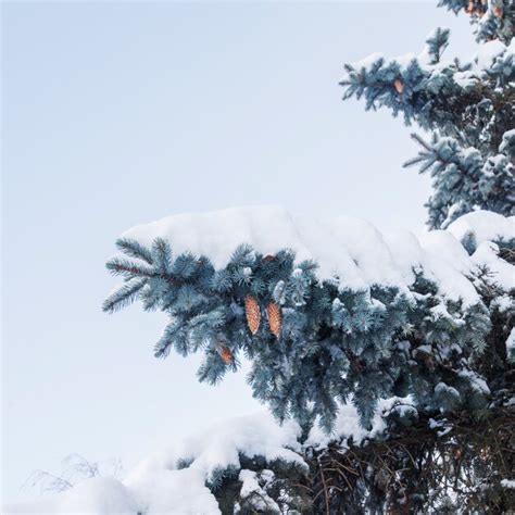 Premium Photo | Pine tree in snow