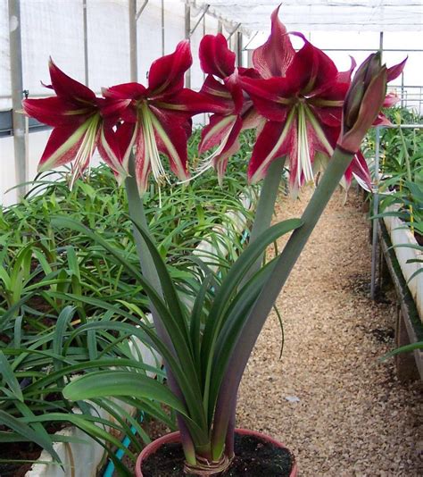 Amaryllis Ruby Star Orquídeas Begônias Lírios