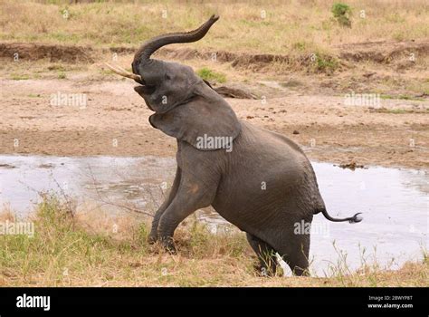 Elephant With The Trunk In The Air Banque De Photographies Et Dimages