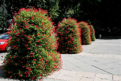 Madrid Geranium Posiums A U S S I E P O M M Flickr