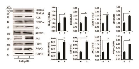 A Impact Of Lm On Adipogenic And Lipogenic Mrna Expression In T L