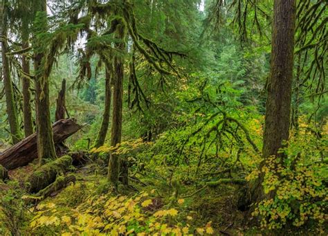 Hoh Rain Forest En El Parque Nacional Olympic Ee Foto Premium