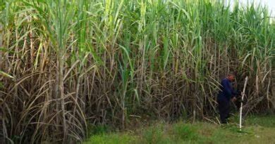 Maharashtra Sugar Mills Plan Compressed Bio Gas Plants Sugar Times