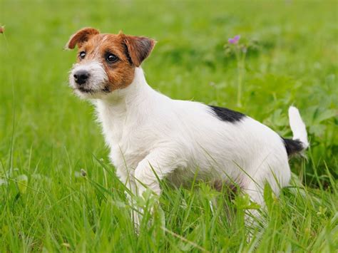 Jack Russell Terrier Breed Profile Australian Dog Lover