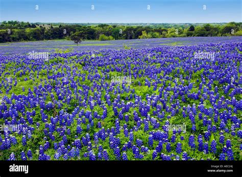 Bluebonnets in ennis hi-res stock photography and images - Alamy