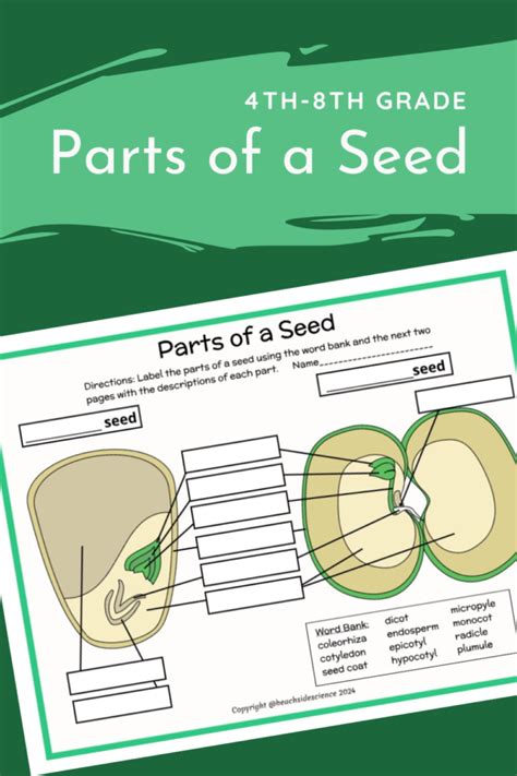 Parts Of A Seed Diagram Beachside Homeschool