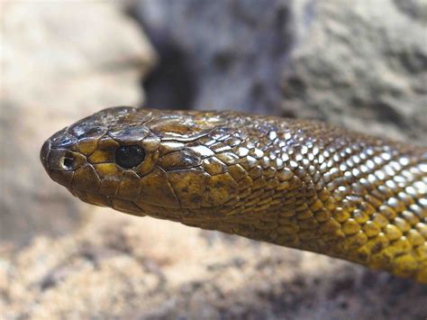 INLANDTAIPAN (Oxyuranus microlepidotus) Foto & Bild | tiere, zoo