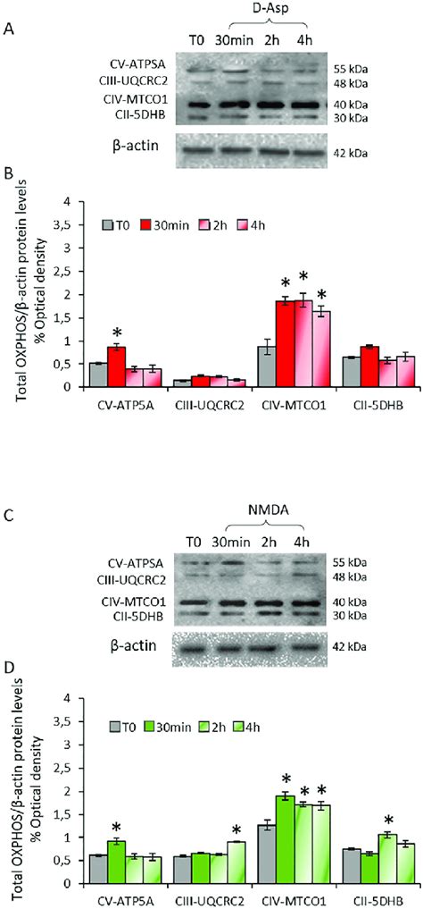 Western Blot Detections Of Oxidative Phosphorylation System Oxphos