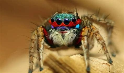 Pet Jumping Spider - Are They Good Pets? • Tips & Tricks for Pets