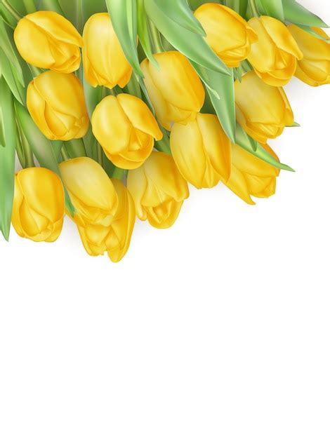 Premium Vector Tulip Flowers Isolated