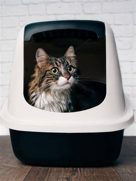 5 Best Cat Litter Boxes For A Small Apartment Better With Cats