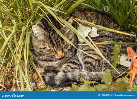 Tabby Cat Lies On Grass Outdoors In Nature Curled Up In A Ball Stock