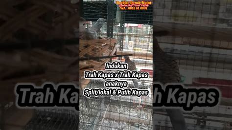 Perkutut Putih Kapas Lahir Dari Indukan Trah Kapas Warna Lokal