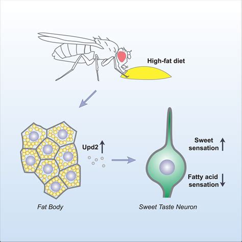 Fat And Sugar Induced Signals Regulate Sweet And Fat Taste Perception